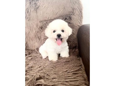 3,5 aylık erkek bichon frise
