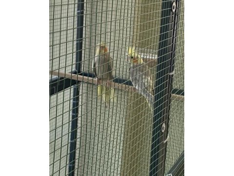 Yeme düşmüş yeni sultan papağanı yavrular