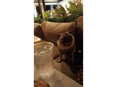 Pug kızıma eş arıyorum