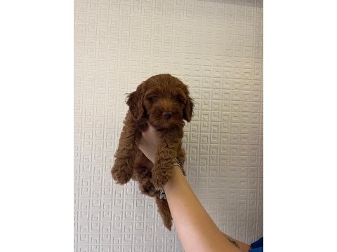 1.5-2 aylık poodle