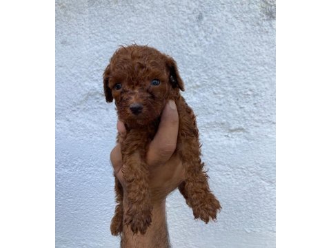 En koyusundan en orjinalinden toy poodle bebişler