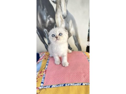 Safkan british shorthair ve scottish fold bebekler