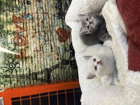 British shorthair güzellikleri @petclubadanaa