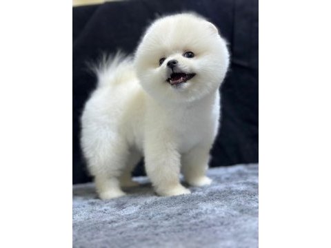 Pomeranian boo köpeği