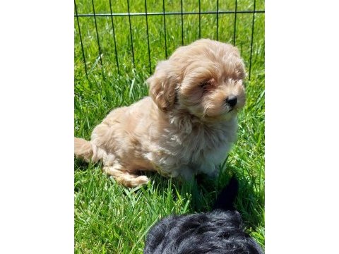 Maltipoo yavruları sizleri bekliyor  