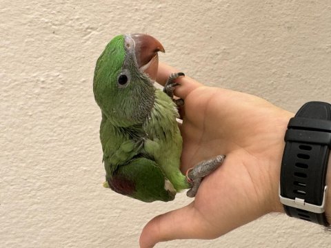 El besleme kapalı bebek alexander papağanları