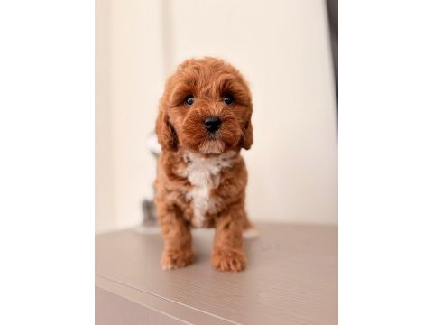 Toy poodle bebekler