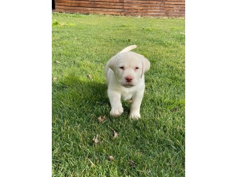 Safkan labrador retriever yavruları