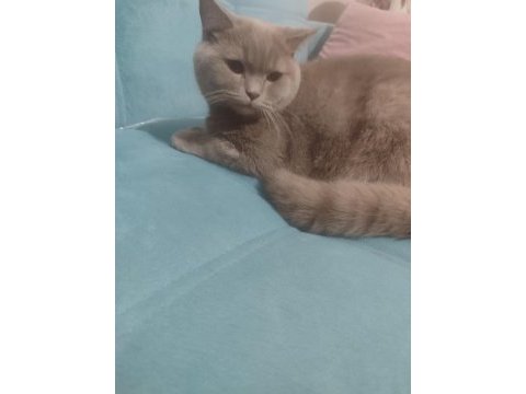 British shorthair erkek 7 aylık
