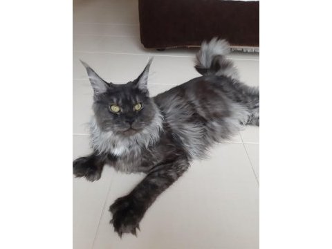 Orjinal saf kan full secereli parmak main coon