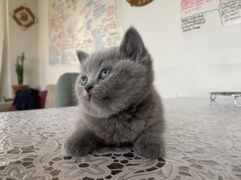 Yavru 3 adet sağlıklı british shorthair