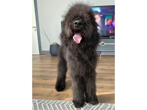 Dev labradoodle 4,5 aylık erkek aile köpeği