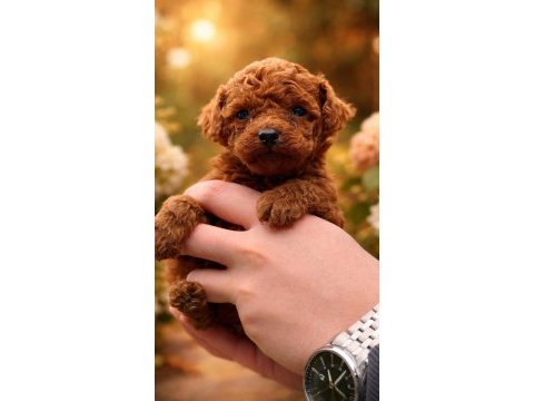 Kore poodle teacup yavrumuz yeni yuvasını arıyor