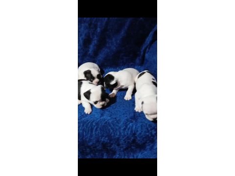 Fransız bulldog yavrular izmir