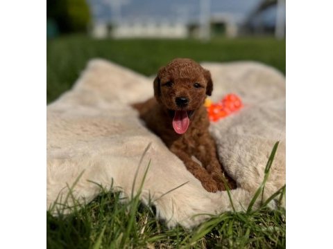 Ziyarete açık erkek dişi poodle bebekler