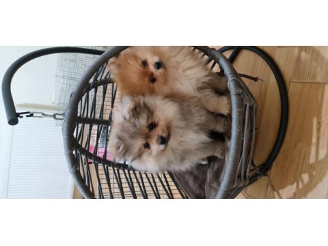 Pomeranian dişi erkek bebek