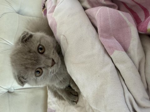 Tatlış yavru scottish fold
