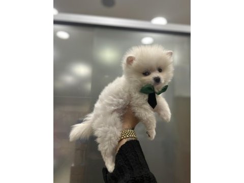Irk garantili pomeranian yavrular