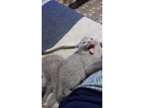 Minik scottish fold erkekler 2 aylık oldular