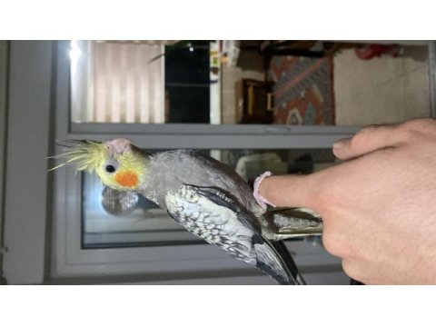 Yavru sultan papağanı bebekler