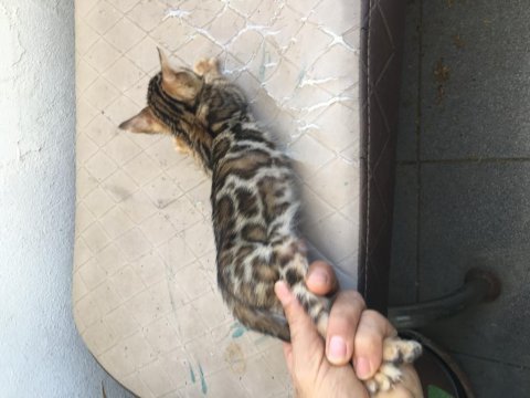 Show class bengal kedisi yavruları