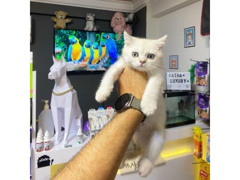British shorthair