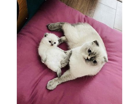 Scottish fold yavru