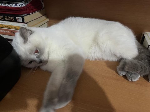 Safkan brıtısh bluepoınt