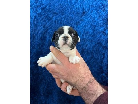 Dişi erkek fransız bulldog bebekler