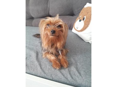 Sevecen ve oyuncu bi dost köpeğimiz