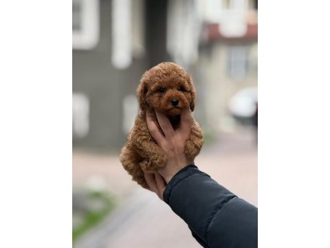 Kore toy poodle %100 ırk garantili