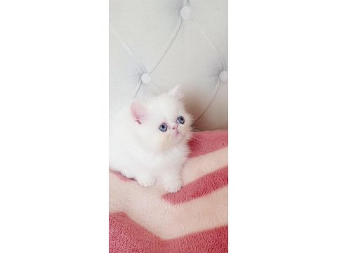 Persian bebişler