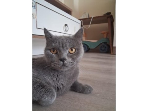 Dişi british shorthair