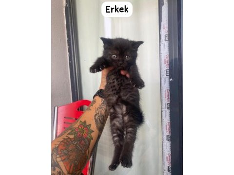 British shorthair güzellikler yeni yuvalarını arıyor