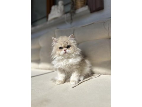 British longhair ay12 kedimiz