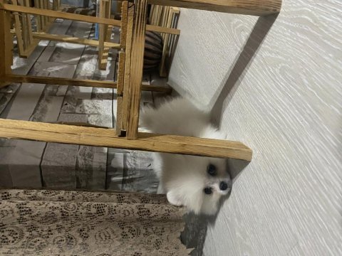 Pomeranian boo