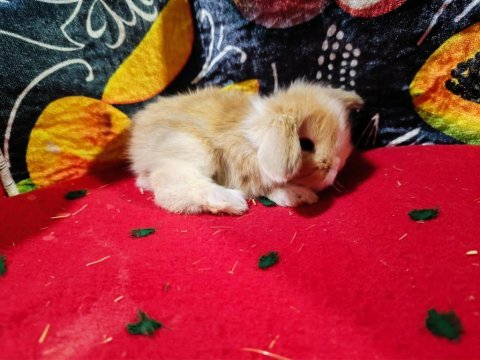 Hollanda lop tavşanları bebeklerimiz