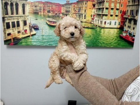 Mükemmel kalite maltipoo yavrumuz
