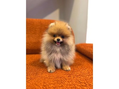 Pomeranian boo yavrularımız