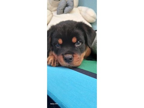 Tr nin en iddalı rottweiler yavruları (koca kafa)
