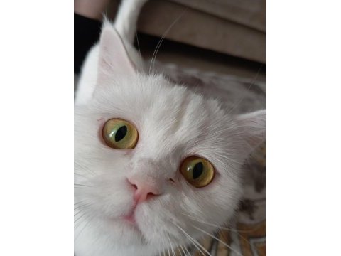 1 yaşında saf dişi iran kedisi