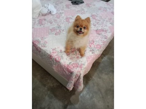 Pomeranian boo çifti