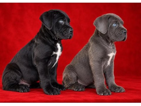 Ev ortamında yetiştirilmiş cane corso yavrularımız