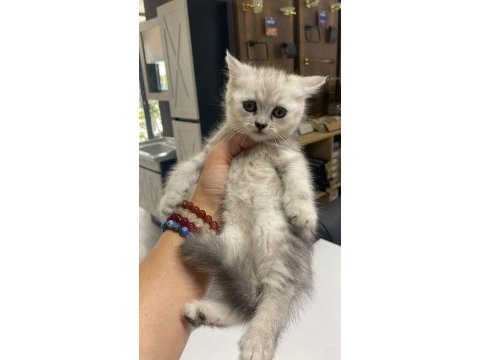 British shorthair kızımız sahiplendirilecektir