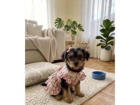 Hiç tüy dökmeyen alerji yapmayan ırk köpeğimiz