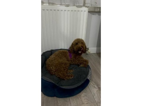 14 aylık sevimli bir deli oğlan poodle