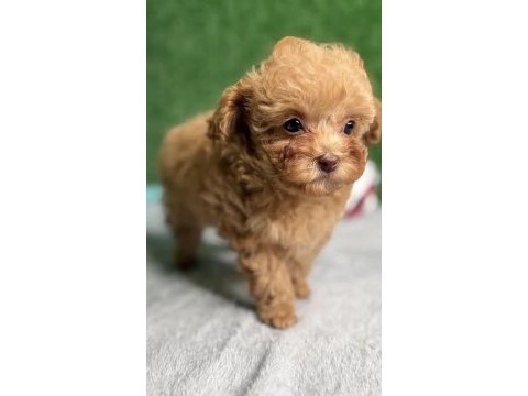 Toy poodle köpekler