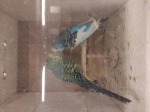 Şov jumbo tepeli muhabbet kuşu