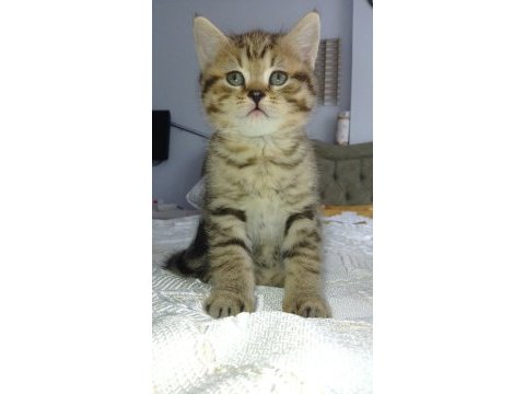 British shorthair yavrular
