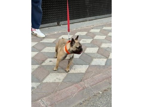 Bu köpeğimizi çiftleştirme ilanıdır